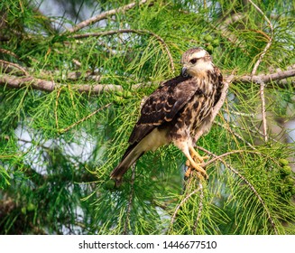 Snail Kite In Pine Trees In The Everglades