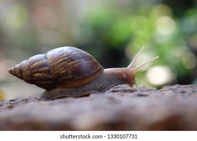 Snail life on the brick crawling find some food. with blur background and bokeh.selective focus