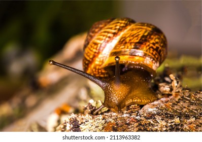 Snail in macro. Snail in nature. Macro scene of snail. Snail macro scene
