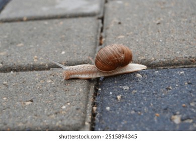 snail, macro photography, photo of snail horns, shell, crawling, environment, mollusks, - Powered by Shutterstock