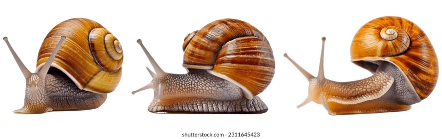 Snail, many angles and view portrait side back head shot isolated on white background cutout