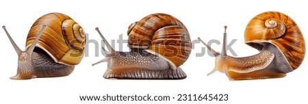 Snail, many angles and view portrait side back head shot isolated on white background cutout