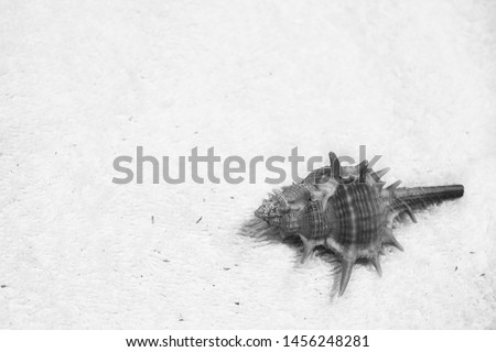 the snail in minimalism blacknwhite style 