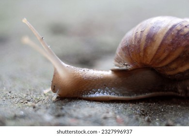 snail the molluscan class Gastropoda