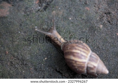 snail the molluscan class Gastropoda