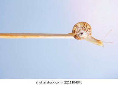 Snail Molluscum Gastropod Shell Slow Stick Slimy