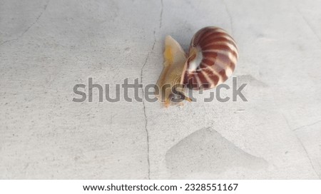 Snail is a mollusk gastropoda animal.