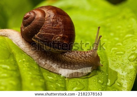 Snail Muller gliding on the wet leaves. Large white mollusk snails with brown striped shell, crawling on vegetables. Helix pomatia, Burgundy, Roman, escargot. Caviar. Kisses of snails in strawberries.
