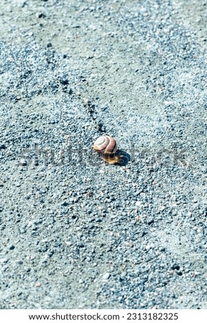 Snail on the beach at Sachuest Point in Middletown, Rhode Island