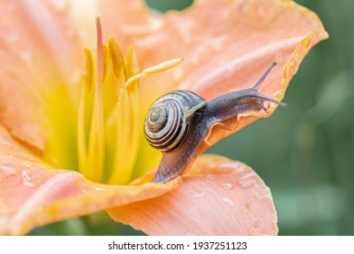 A snail on a beautiful orange  flower (Herocallis). Little snail on a flower. A garden banded snail creeps on a  flower. Gelderland in the Netherlands.  