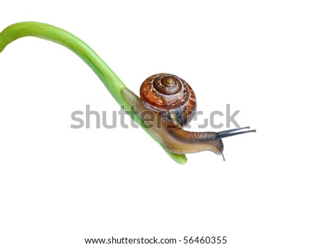 Snail on blade of grass isolated on white background