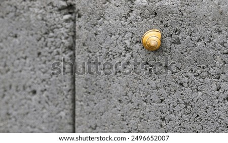 snail, snail on a block,