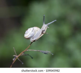 Snail on the brown  to branch on a green dim background