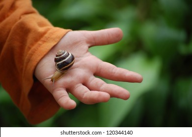 A snail on child hand on the green nature background