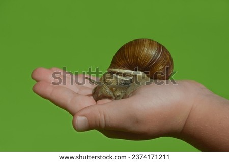 Similar – Image, Stock Photo Snail rescue operation!