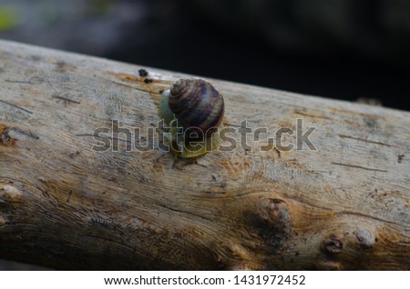 Snail on a dry tree trunk