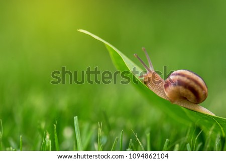 Snail on a grass on a sunny day close-up.
