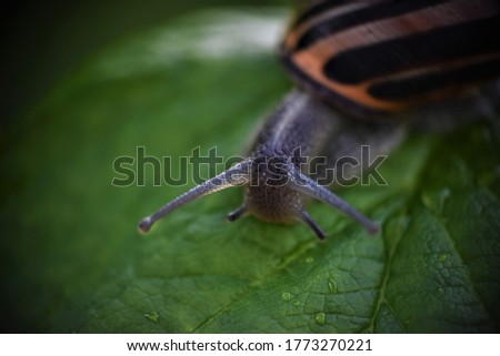 Gartenschnecke III