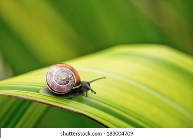 Snail on green Leaf