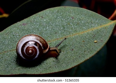 Snail on green leaf - Shutterstock ID 51365335