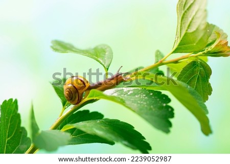 Snail on a green leaf. The use of snail mucus in cosmetology. Skin care and beauty concept