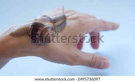 Similar – Image, Stock Photo Snail rescue operation!