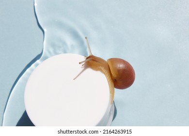 Snail on the jar of skin cream on water background. Beauty skin care, snail mucin based cosmetics. Beauty concept. - Powered by Shutterstock