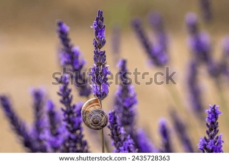 Similar – Image, Stock Photo Vibrant insect on lavender in natural habitat