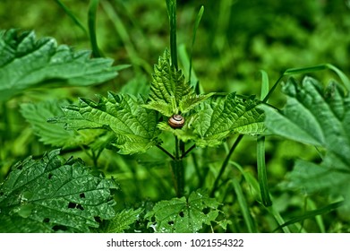 Snail on the leaf