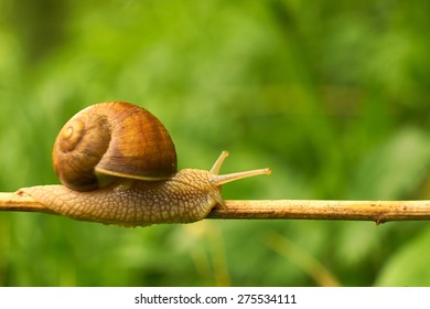 Snail on the leaf