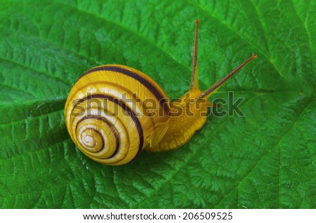 Similar – Foto Bild Gartenschnecke IX Blatt