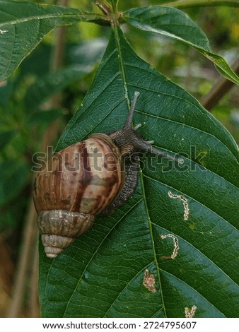 A snail on the leaf