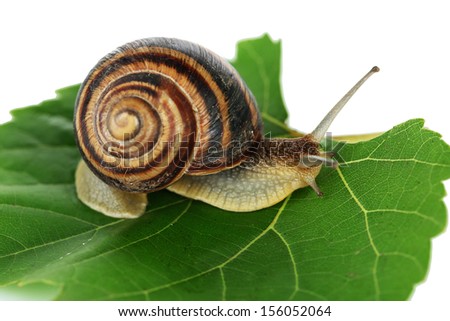 Similar – Foto Bild Gartenschnecke IX Blatt