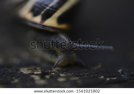 Similar – Gartenschnecke XIV Blatt