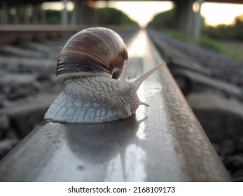 Snail On The Railroad, Close-up, Train Travel Concept.