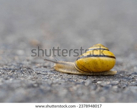 Similar – Image, Stock Photo garden snail conveyor