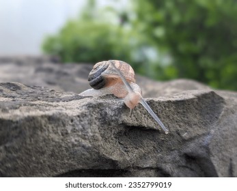Snail on a rock with a green background