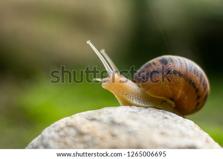snail on rock reaching up 