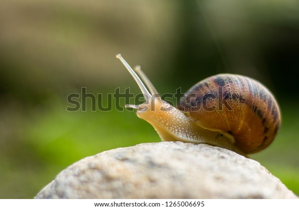 snail on rock reaching up\

