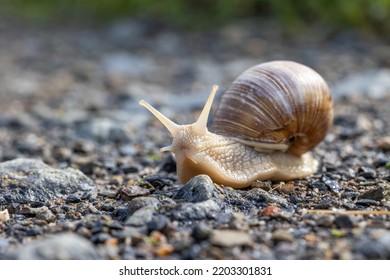 Snail On A Rocky Surface Closeup. Horizontally.