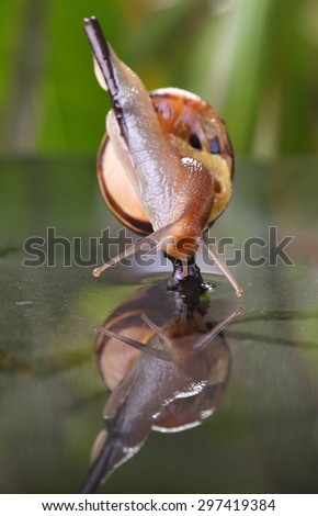 Similar – Garden snail IV Leaf