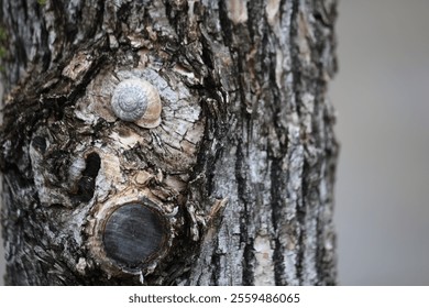 a snail on tree trunk
