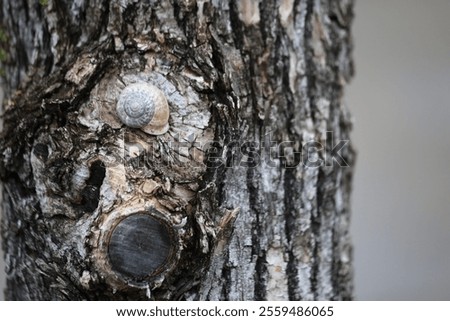 a snail on tree trunk