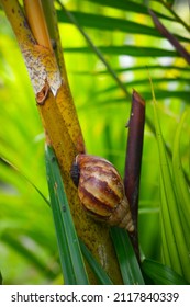 snail on tree trunk. A snail is, in loose terms, a shelled gastropod. The name is most often applied to land snails, terrestrial pulmonate gastropod molluscs. close up