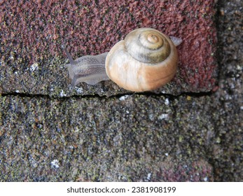 A snail on the wall