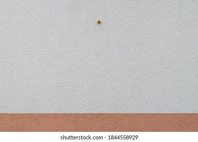 Snail on the wall like flying UFO