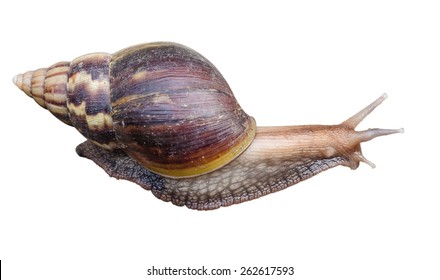 Snail On A White Background