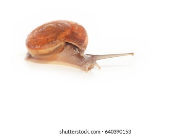 Snail On White Background