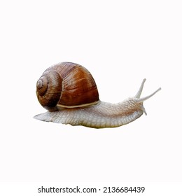 Snail On A White Background Clipping Path Used To Make Advertisements Flyers News Posters Magazines