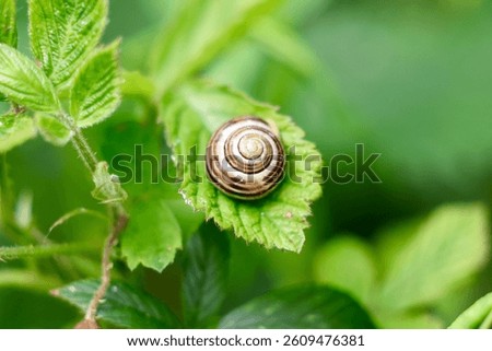 Snail Patterns on a leaf